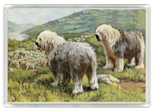 Old english sheepdog dog - english,