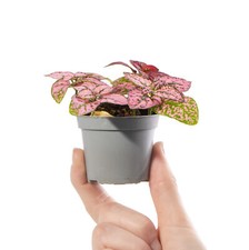 Baby Polka Dot Plant Hypoestes