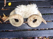 Rams Horns and real wool (1)