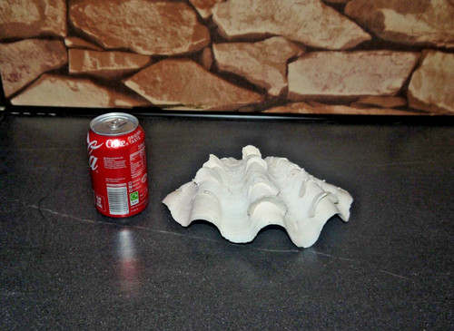 Sea shell antique - sea,