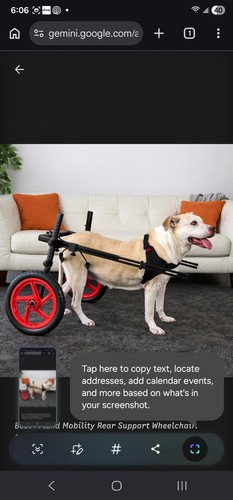 Best friend mobility large xl - best,
