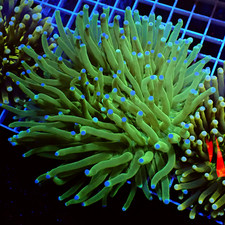 WYSIWYG Dual colour tips Green