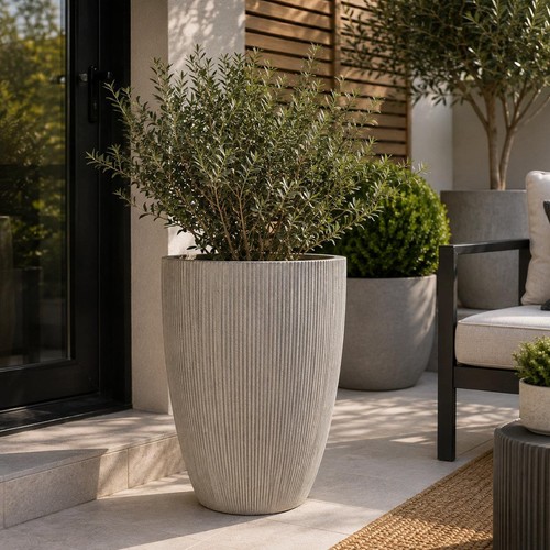 Milan tall ruffled plant - tall,