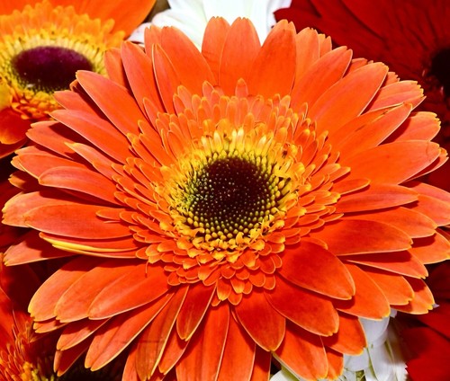 300x large zinnia dahlia - zinnia,