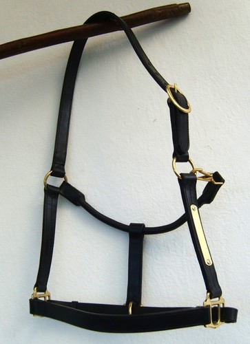 Shetland pony leather - pony,