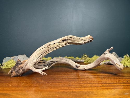 Large manzanita - 18”,