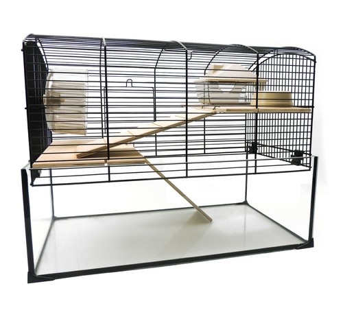 Gerbils dwarf rat - gerbils, syrian