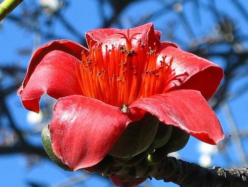 Red silk cotton tree - silk, bombax