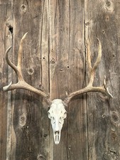 Mule Deer European Mount Skull Antlers Taxidermy 