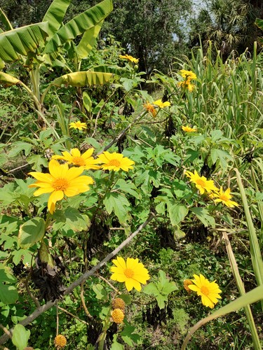 Mexican sunflower cuttings - mexican, cuttings,(