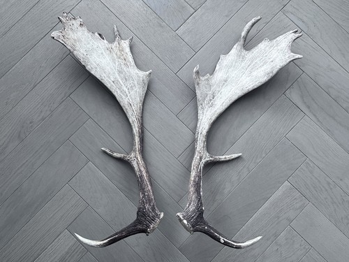 Large pair fallow deer - fallow,