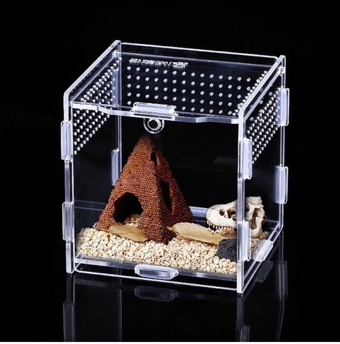 Acrylic reptile insect feeding - reptile,