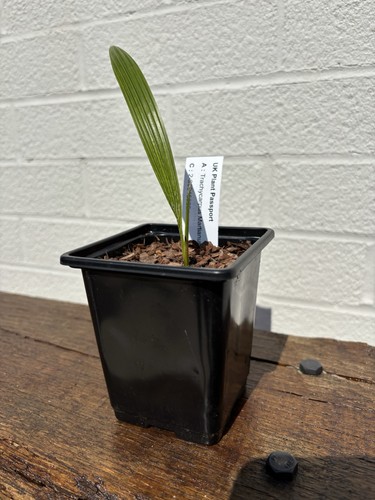 Trachycarpus martianus - trachycarpus,