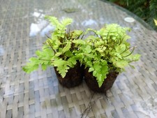 FERN DRYOPTERIS ATRATA SHAGGY