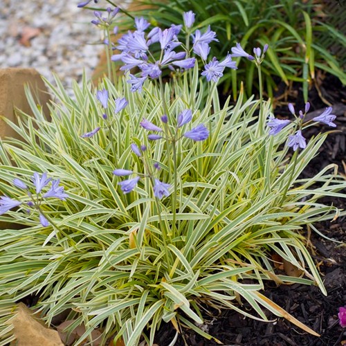 Agapanthus golden drop - golden, african