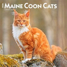 Maine Coon Cats Calendar 2026 | Square 30cm x 30cm | 100% Plastic Free