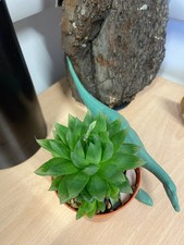 Haworthia cooperii, Cute