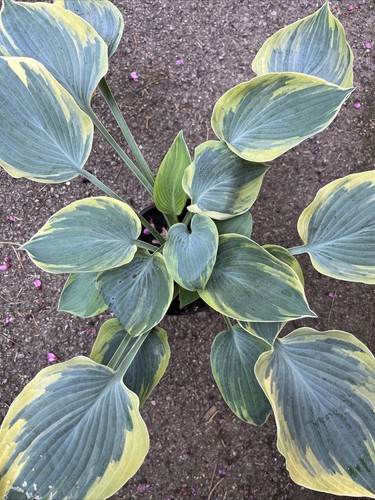 Hosta aristocrat medium - hosta,