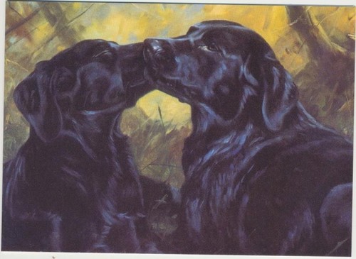 Black labrador dog special - labrador,