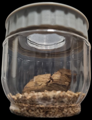 Round insect egg - egg, nursery