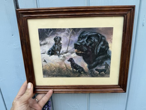 Mick cawston labrador - cawston, "labrador