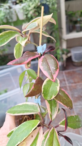 Hoya carnosa outer variegated - carnosa,