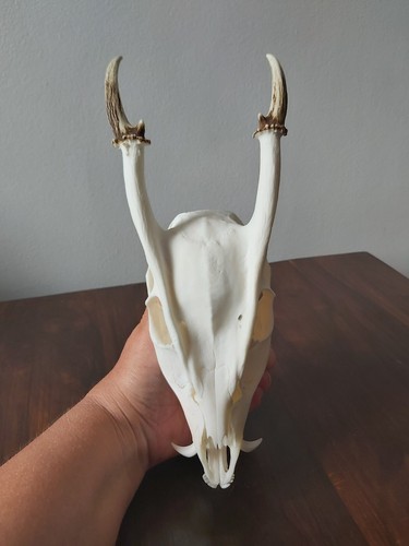 Muntjac buck deer skull - deer,