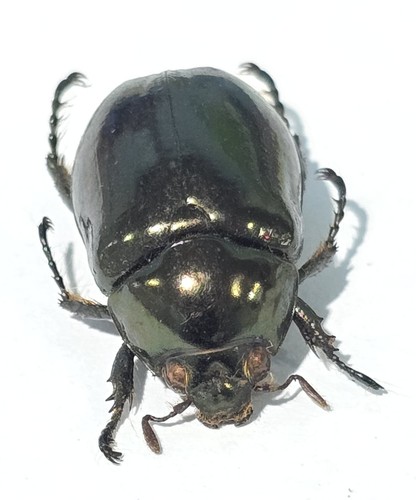 1435 scarabaidae - 1435,