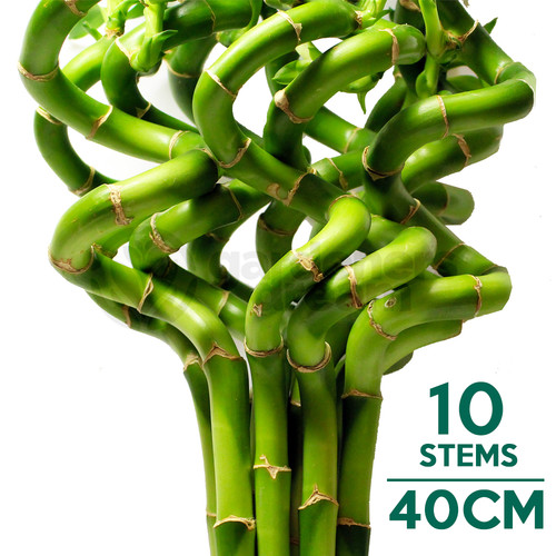 40cm lucky bamboo 10 spiral - bamboo,