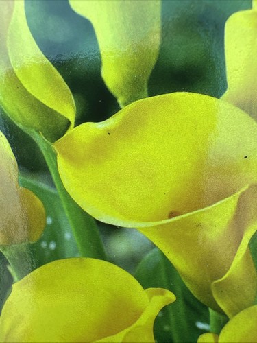Zantedeschia golden beauty - zantedeschia,