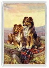 SHETLAND SHEEPDOG SHELTIE DOG