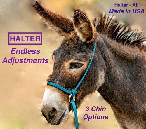 Halter all small - small, donkey