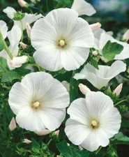 3 Lavatera White Malva dwarf hardy herb flowering April  September cottage plant
