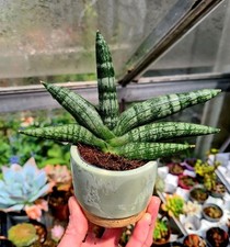 Starfish Snake Plant - Sansevieria Boncellensis succulent plant in ceramic pot.