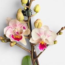 Little Gem Big Lip Live Orchid