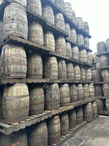 Solid oak gallon bourbon - solid,