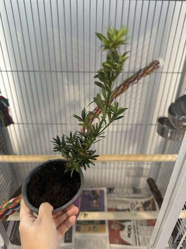 Japanese buddhist pine - japanese,