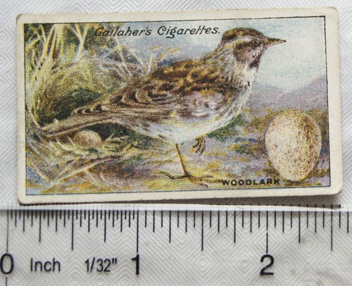 1919 gallaher birds eggs - gallaher,