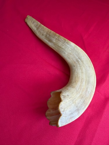 Vtg polished ram - vtg,