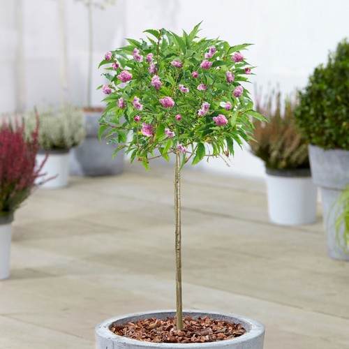 Prunus kiku shidare zakura - kiku-shidare-zakura, |