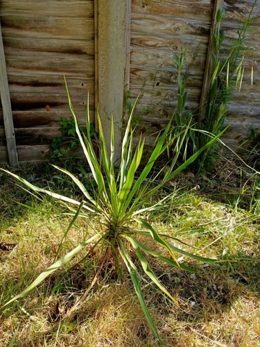 Yucca rostrata 50cm pick - yucca, (pick