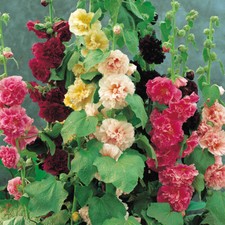 T&M Hollyhock Chater's Double