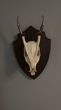 Full Muntjac Deer Skull Head Wall Plaque taxidermy
