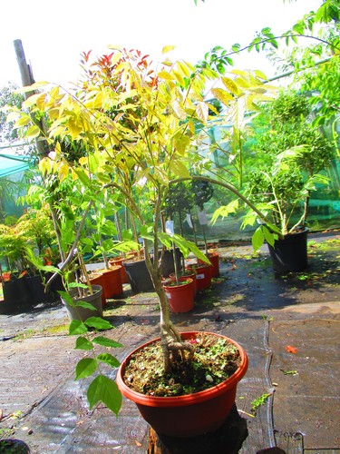 Wisteria prolific bonsai - wisteria,