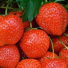 20  X STRAWBERRY  Red Gauntlet