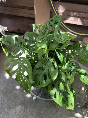 Monstera swiss cheese plant - swiss,