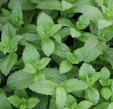 Spearmint Mint Herb plant 9cm