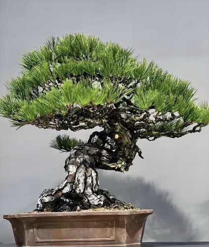 Japanese black pine bonsai - japanese,