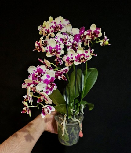 Phalaenopsis catania 3 - phalaenopsis,