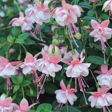 6 Giant Trailing Fuchsia